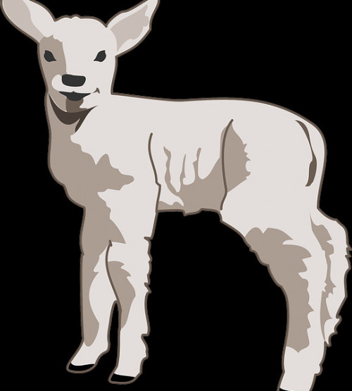 Agneau